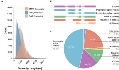 Transcriptomic Complexity in Strawberry Fruit Development and Maturation Revealed by Nanopore Sequencing